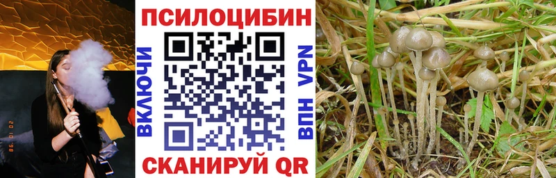 Купить  Михайловка  Псилоцибиновые грибы мицелий 